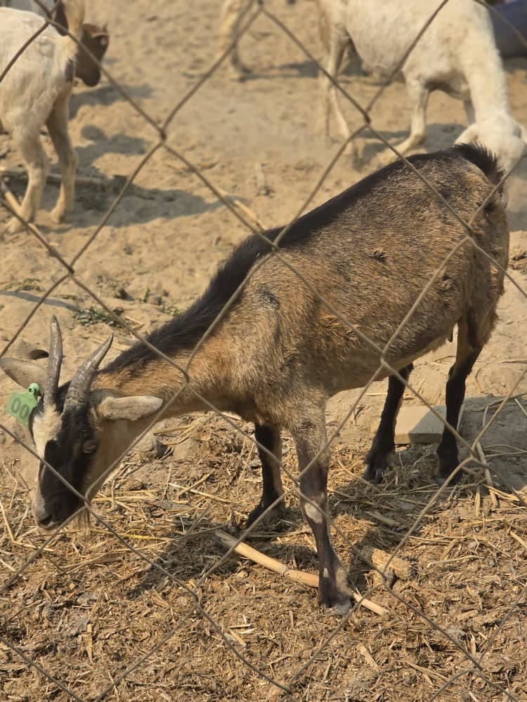 Pregnant goat